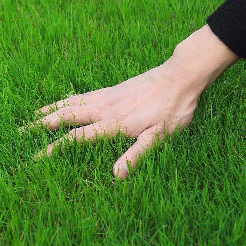 草坪种子 地毯草种子绿化草坪草籽耐旱四季常青庭院多年生草种